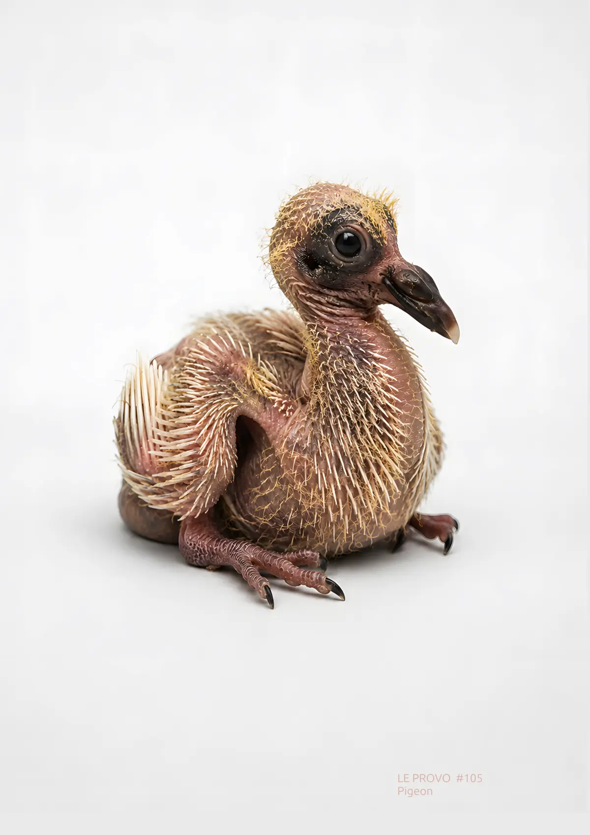 Pigeon