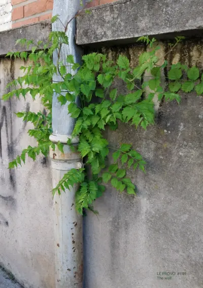 The Wall