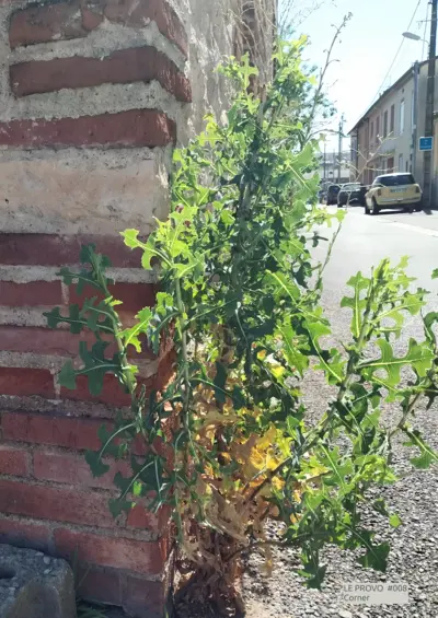 Corner
